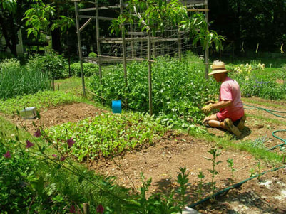 biointensive planting of corn, peas, beets, carrots