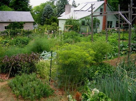 Biointensive garden